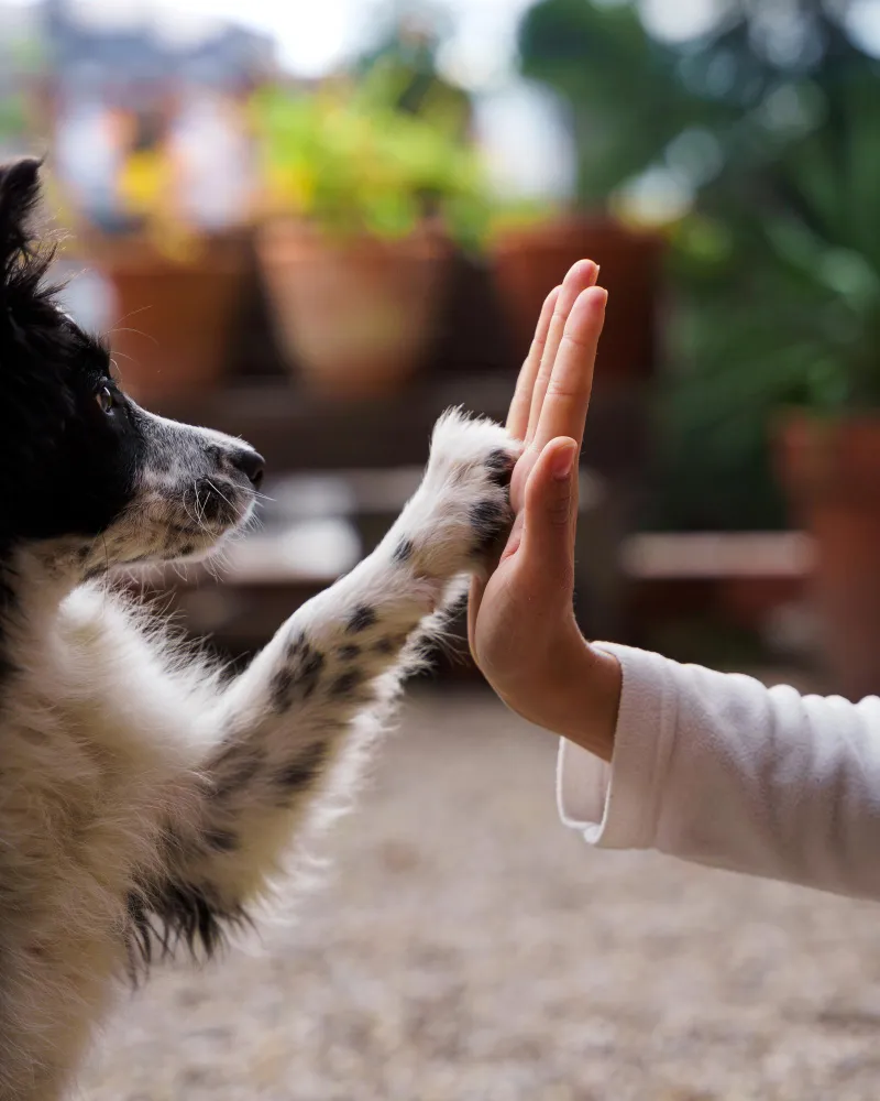 Mudanças no Direito Animal: nova lei autoriza sepultamento de pets em jazigos familiares em SP